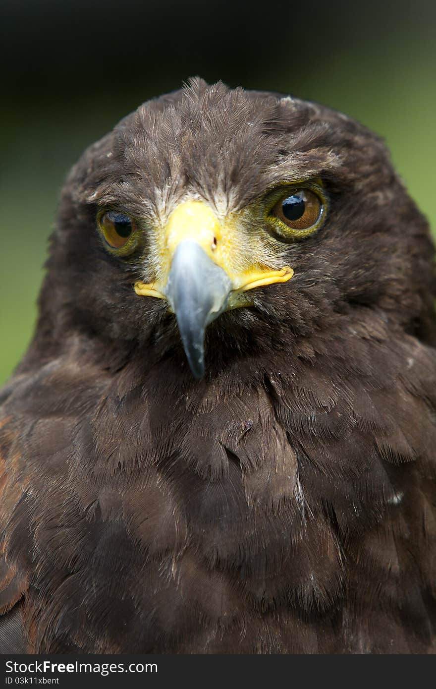 Sharp Buzzard