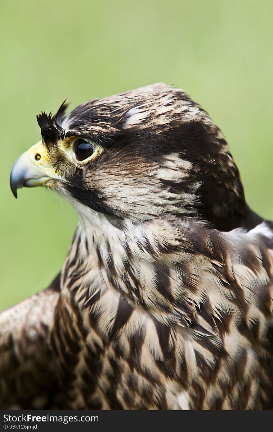 Peregrine falcon in profile and closeup. Peregrine falcon in profile and closeup