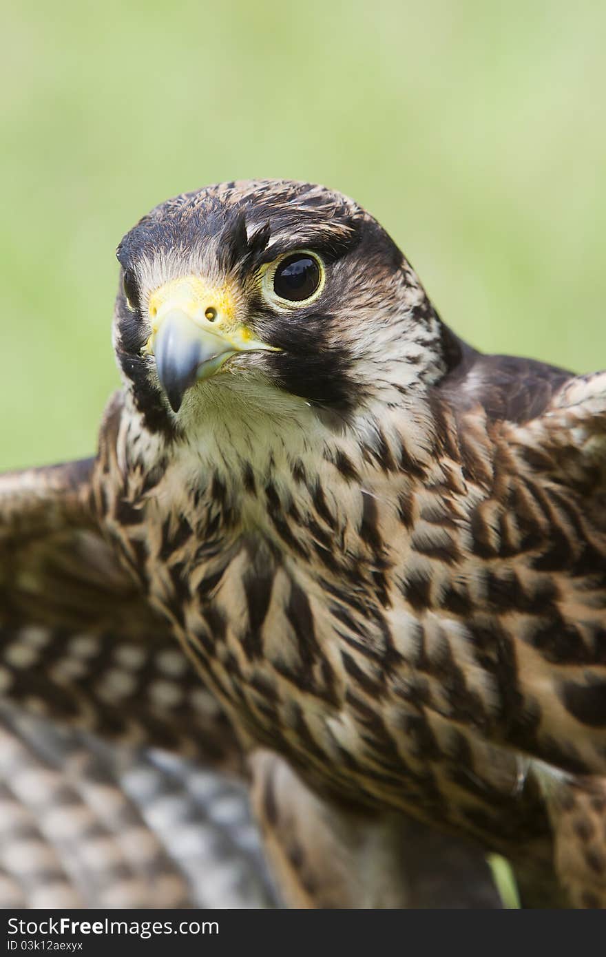 Falcon ready to fly with spread wings. Falcon ready to fly with spread wings