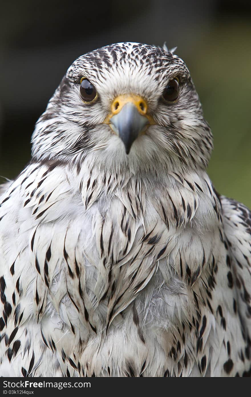 Peregrine falcon staring