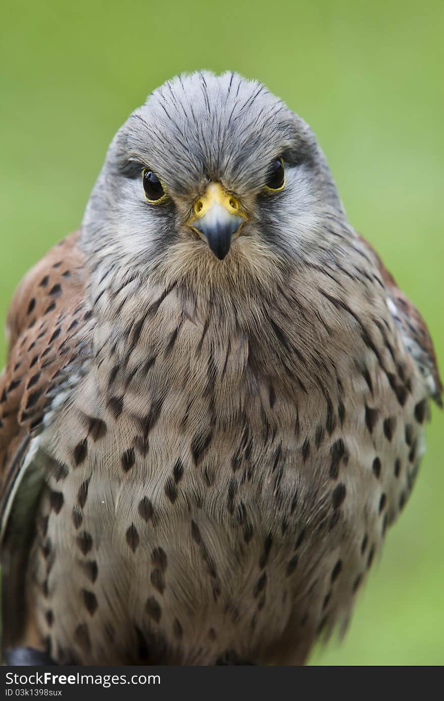 Kestrel falcon closeup staring at the camera. Kestrel falcon closeup staring at the camera