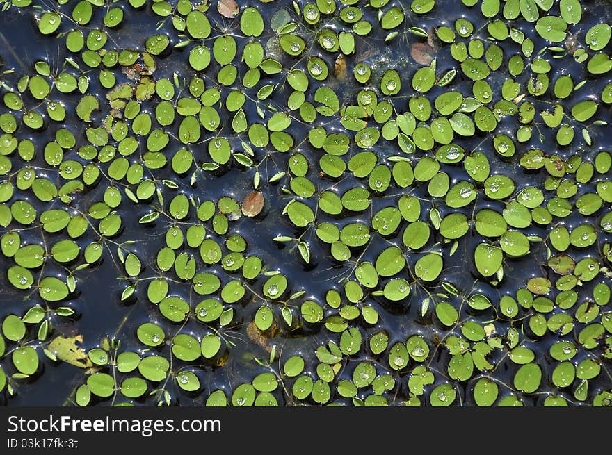 Green Grass Texture