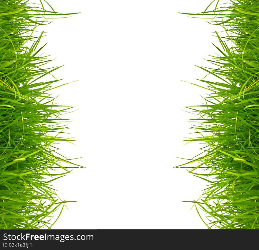 Fresh spring green grass on white background with copy space.