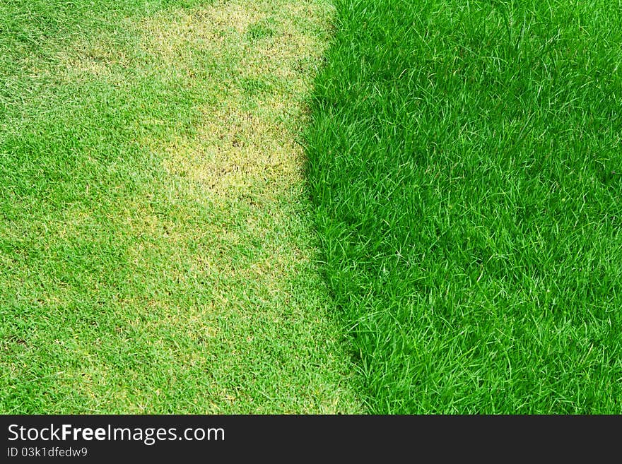 Image of fresh spring green grass. Image of fresh spring green grass