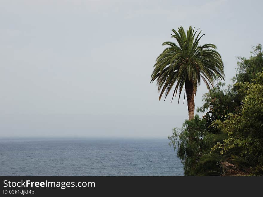 Palm And Sea Over Santa Cruz De La Palma, La Palma