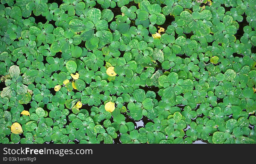 Floating pista stratiotes on pond