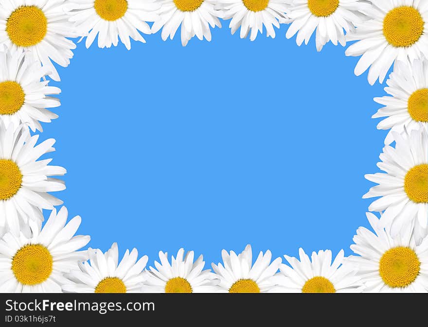 Beautiful floral frame. Chamomiles on blue background