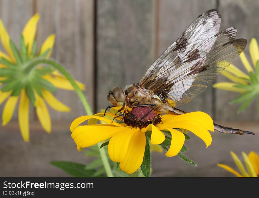 Twelve-spotted skimmer dragonfly, Libellula pulchella, on a black-eyed susan flower. Twelve-spotted skimmer dragonfly, Libellula pulchella, on a black-eyed susan flower