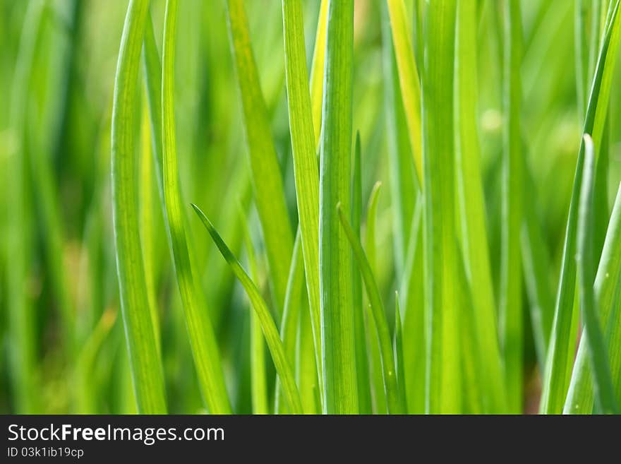 Saturated green background.Greens, Macro.