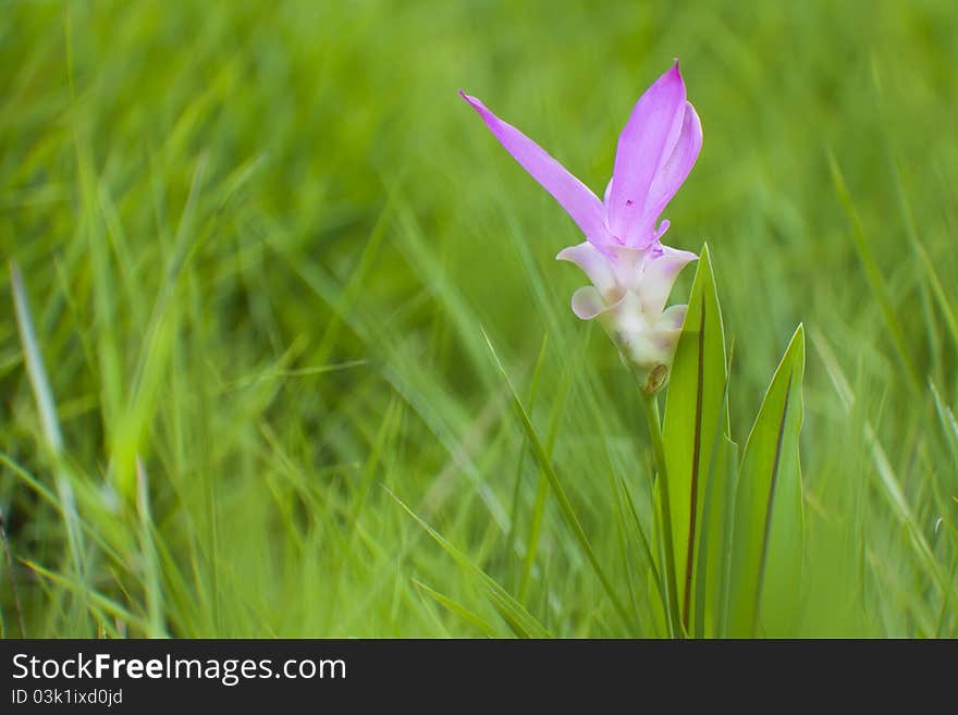 Wild flowers in the tropics did in Southeast Asia. Wild flowers in the tropics did in Southeast Asia.