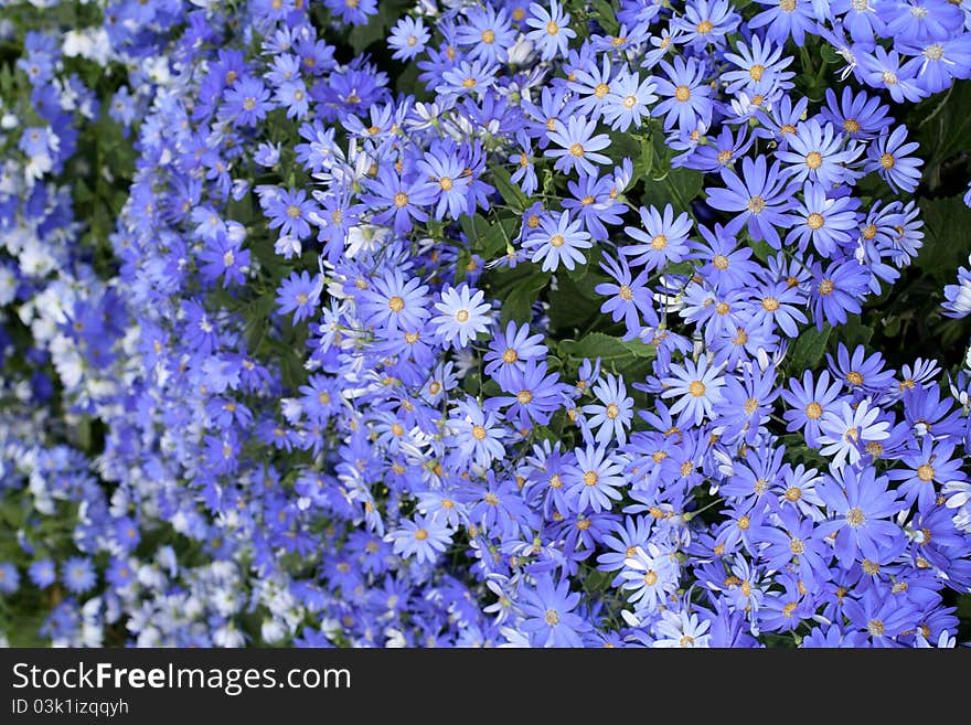 Cineraria