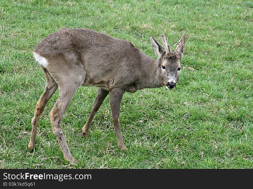 Roe deer