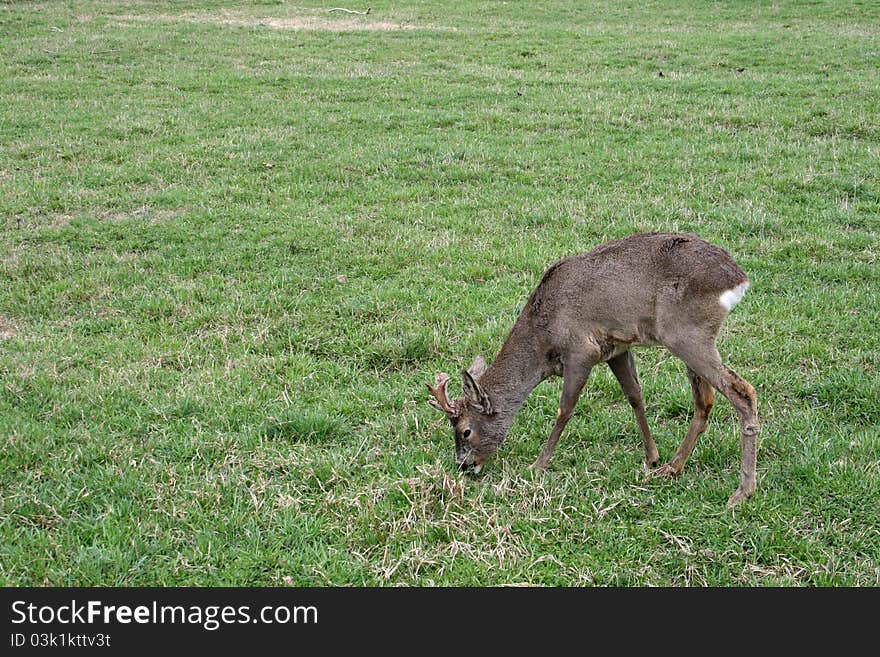 Roe deer