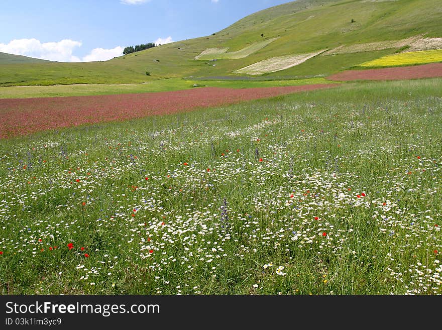 Summer landscape captured near Castelluccio di Norcia - Umbria - Italy. Summer landscape captured near Castelluccio di Norcia - Umbria - Italy