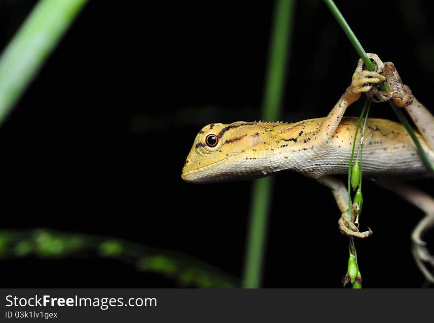 Lizard Awaiting