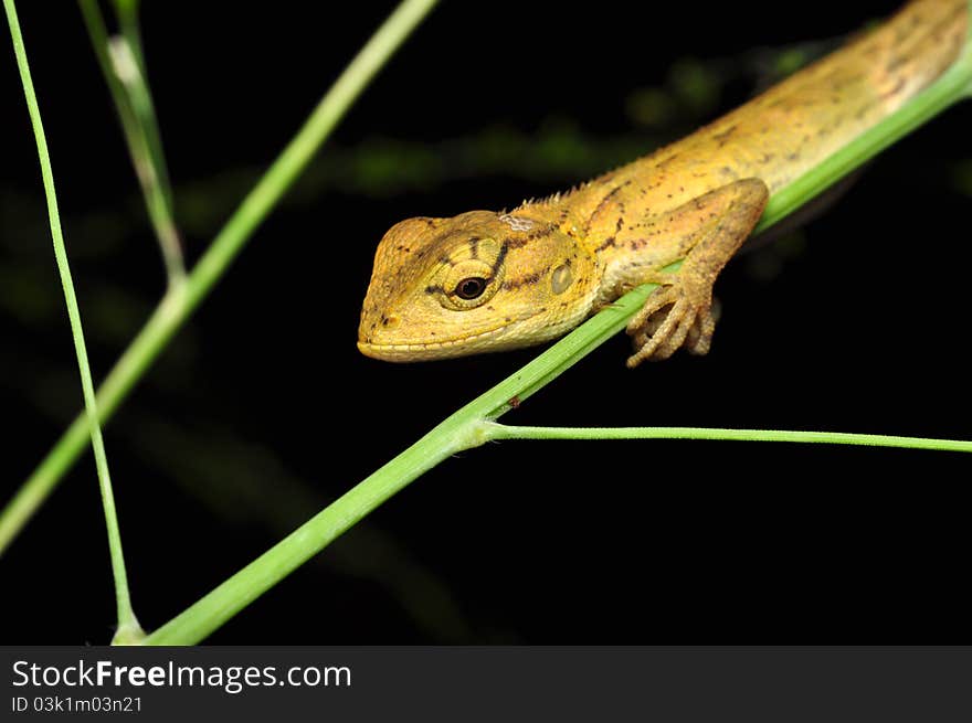 A lizard just awaken from its sleep. This is my home. A lizard just awaken from its sleep. This is my home.