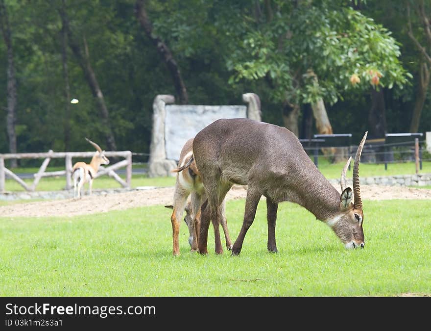 Deer in the zoo,Deer