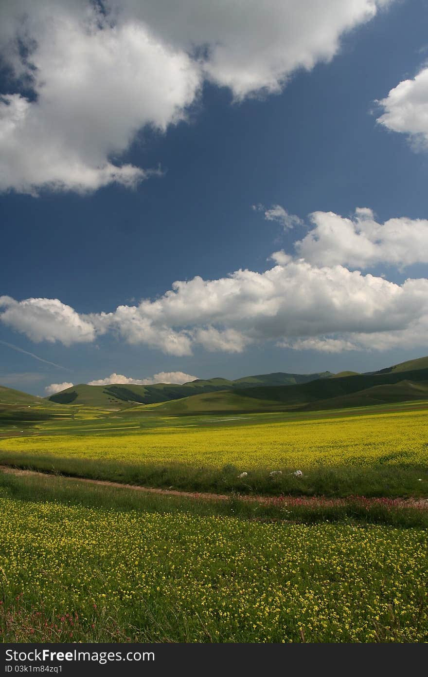 Castelluccio flowers landscape