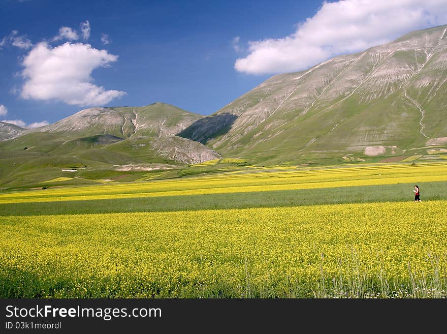 Yellow fields in Castelluccio