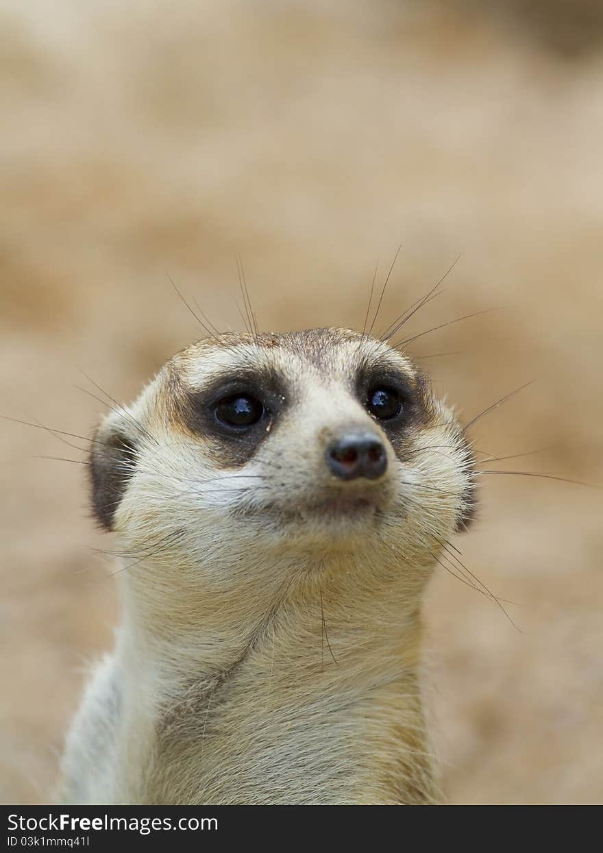 Meerkat wildlife stand with legs back