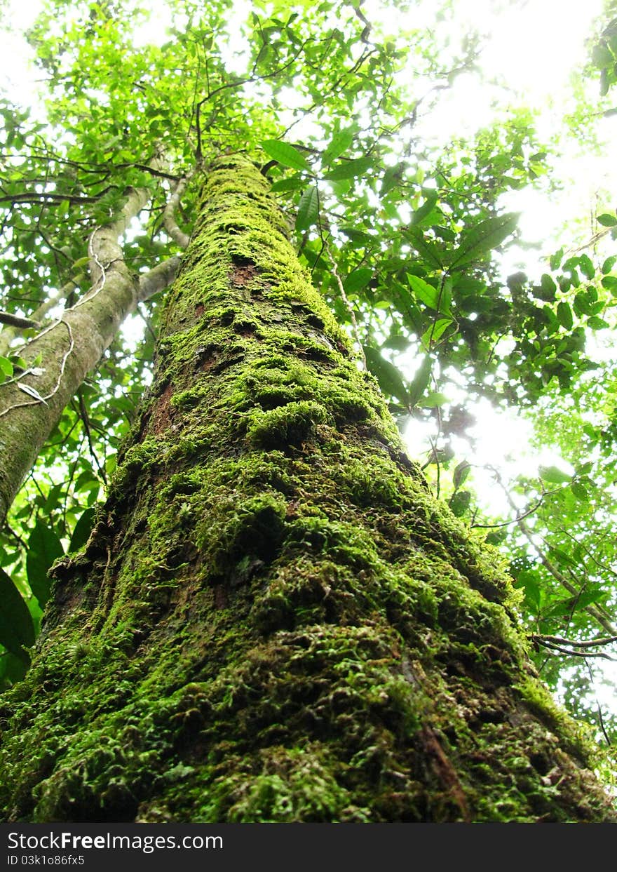 Tree in Mossy Forest of Pine Tree Hill, Malaysia. Tree in Mossy Forest of Pine Tree Hill, Malaysia