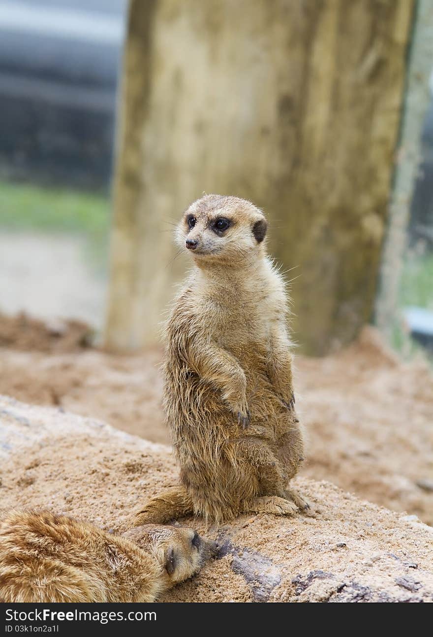 Meerkat wildlife stand with legs back