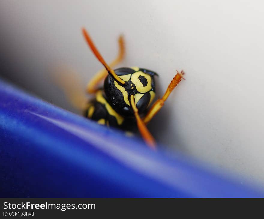 Wasp looks after long winter in the pot. Wasp looks after long winter in the pot