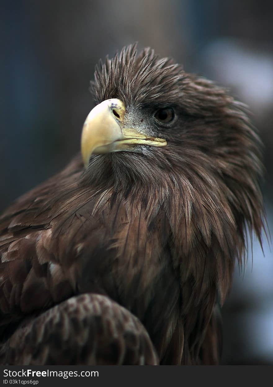 Eagle