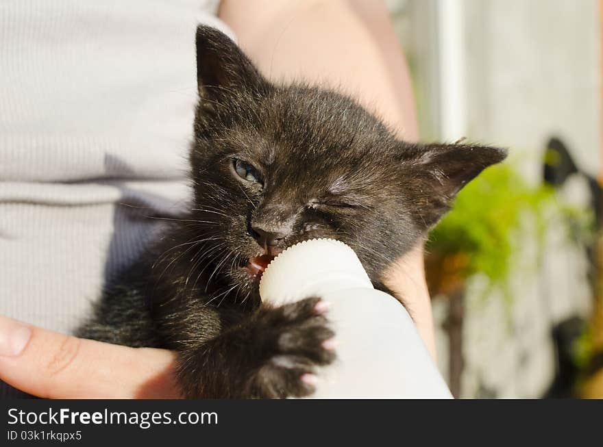 Feeding little kitten with nipple. Feeding little kitten with nipple