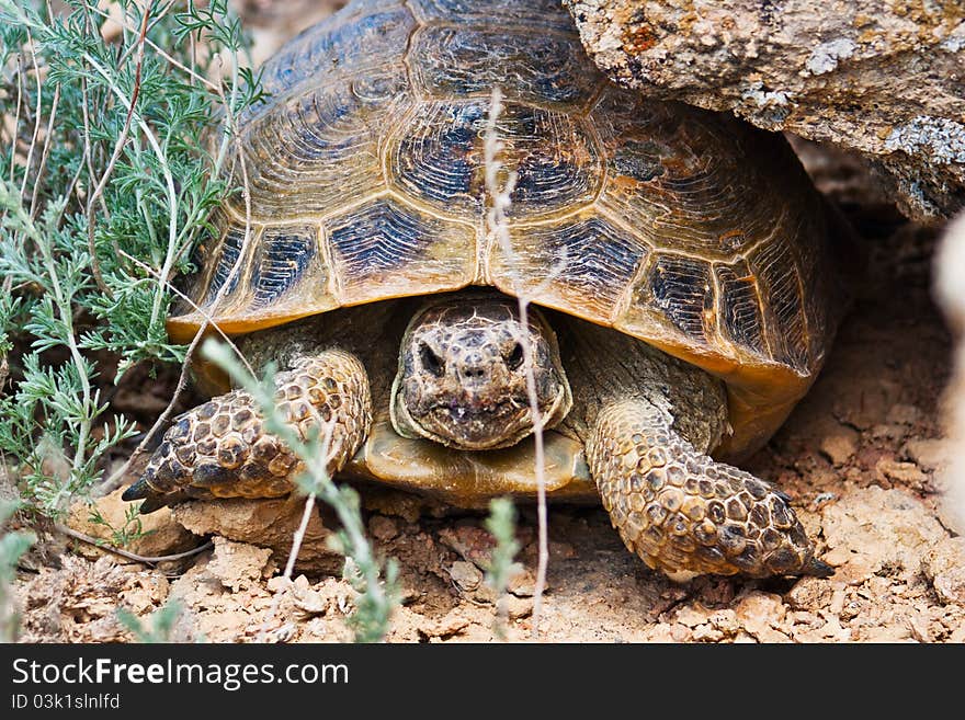 Steppe Tortoise Peaks From Shell. Front Shot Of Tortoise.