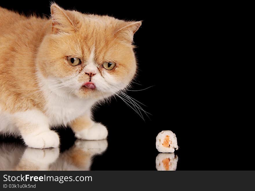 Exotic cat smelling on piece of sushi, isolated on black background. Exotic cat smelling on piece of sushi, isolated on black background