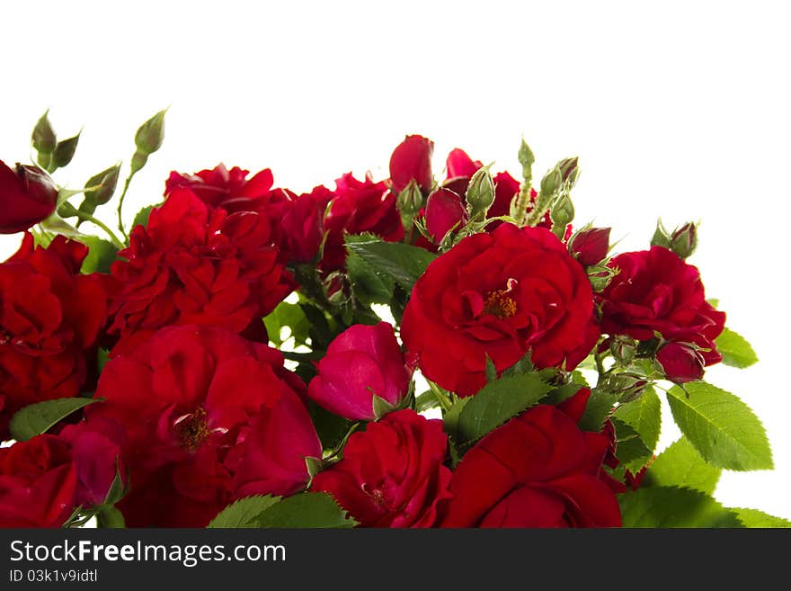 Close-up of beautiful red roses isolated on white background