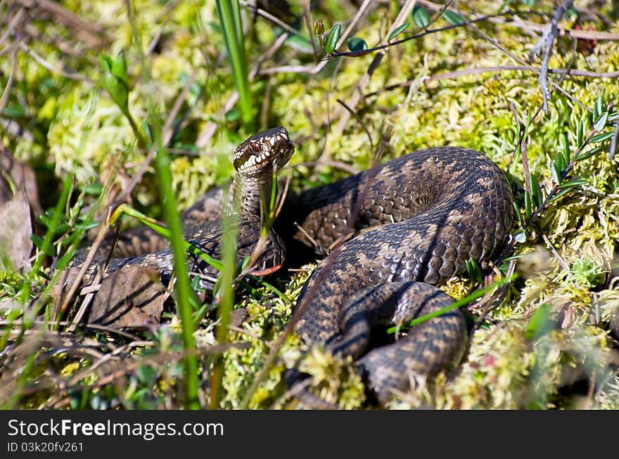 Venomous snake hunt in the swamp in Western Siberia.