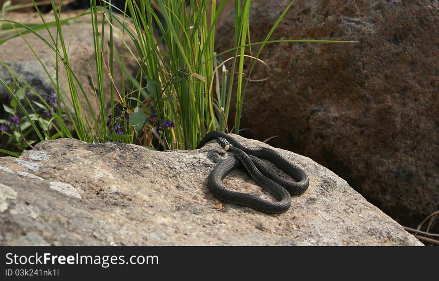 Snake On A Stone - Kareliya