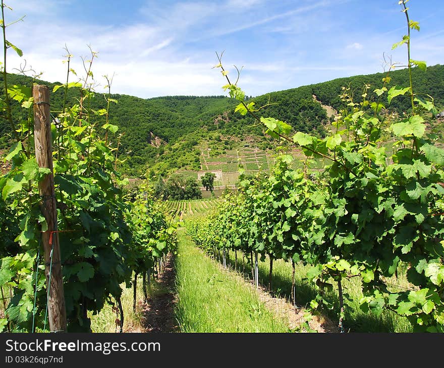 Green Vineyard