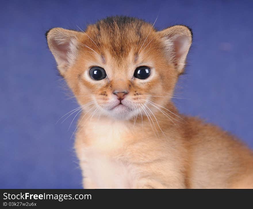 Little Abyssinian Kitten Portrait