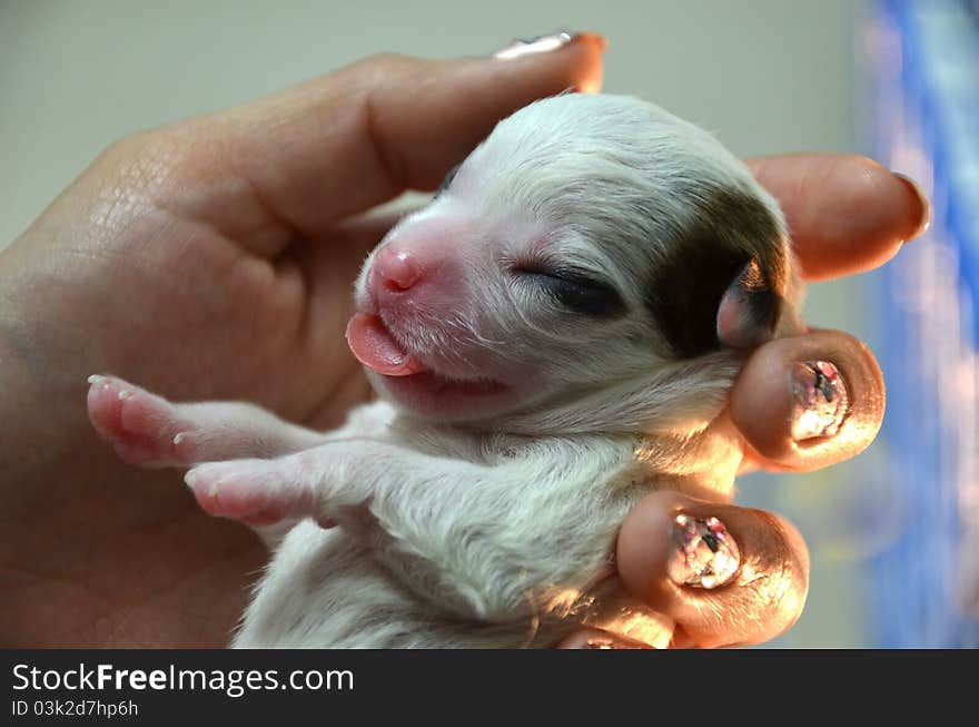 Newborn puppy in my hand