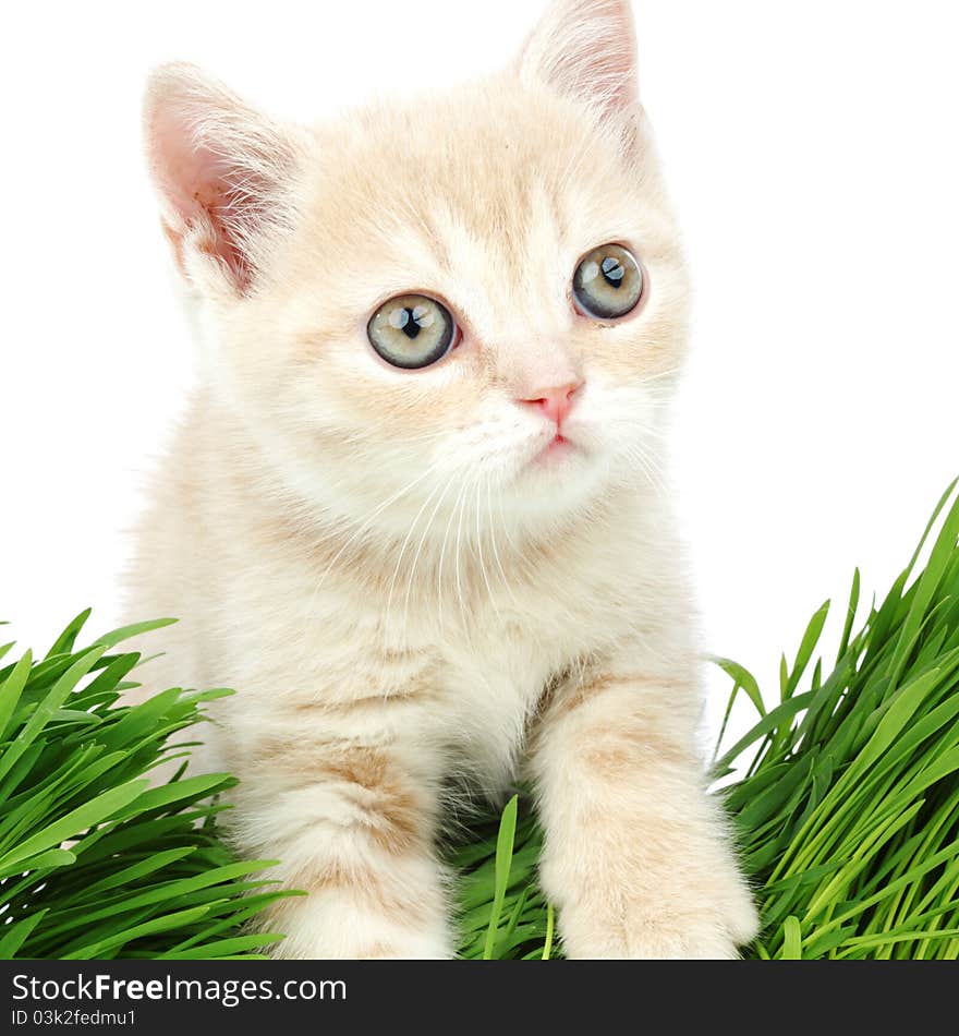 Cat behind grass isolated on white background