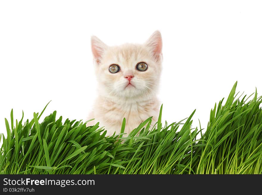 Cat behind grass isolated on white background