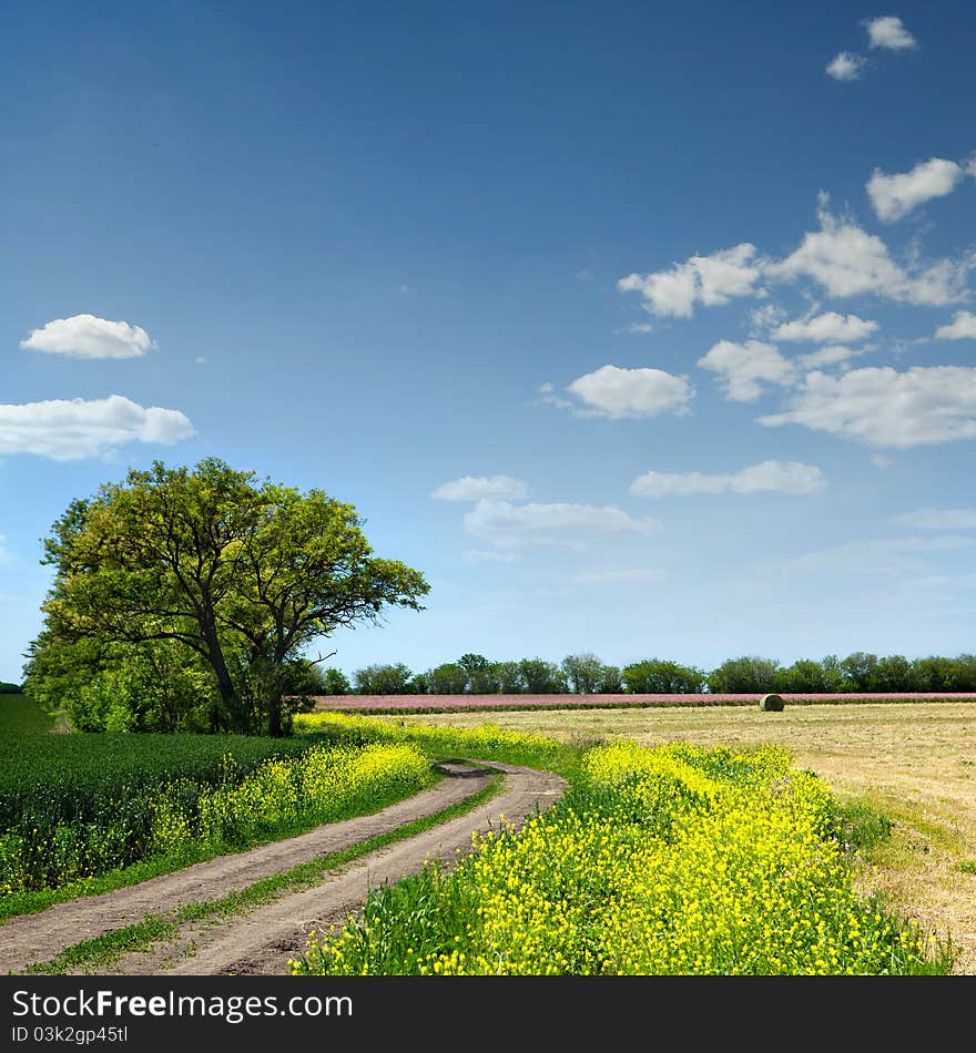 Country road and fields on the background of the blue