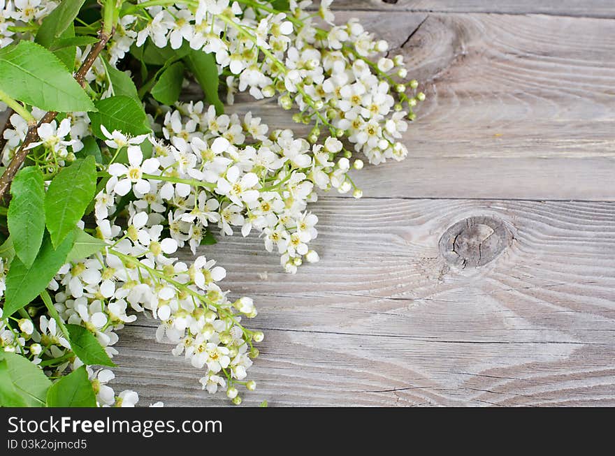 Bird Cherry Branch On Wooden Surface