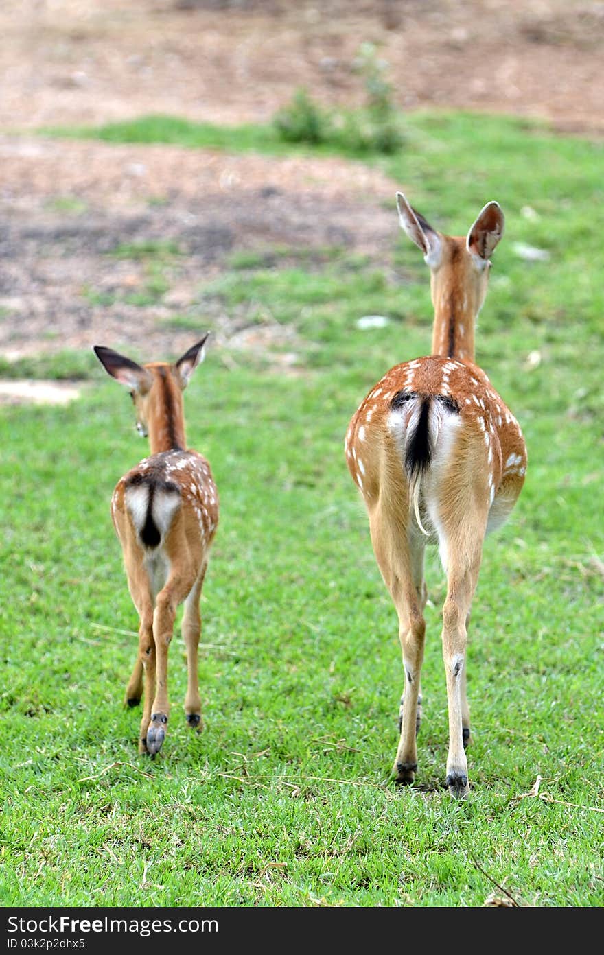 Young sika deer and their mother