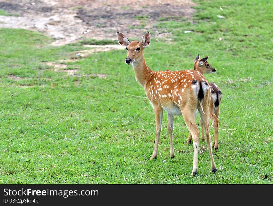 Young sika deer and their mother