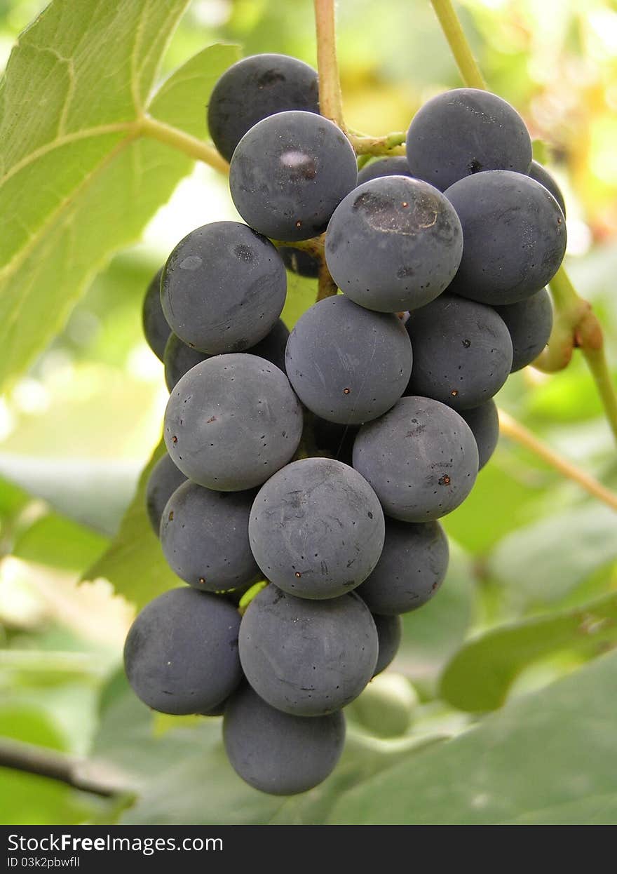 Cluster of muscadine grapes handing