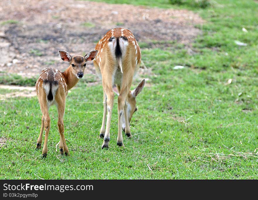 Young sika deer and their mother