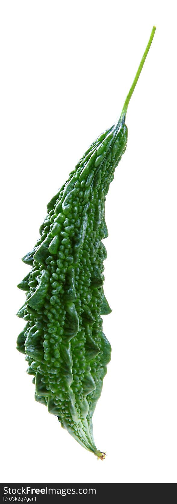 Bitter gourd isolated on white background.