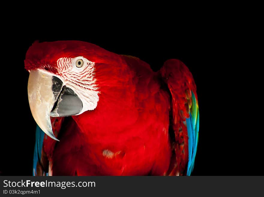 Parrot photographed at Sarasota Jungle Gardens, Sarasota, Florida. Parrot photographed at Sarasota Jungle Gardens, Sarasota, Florida