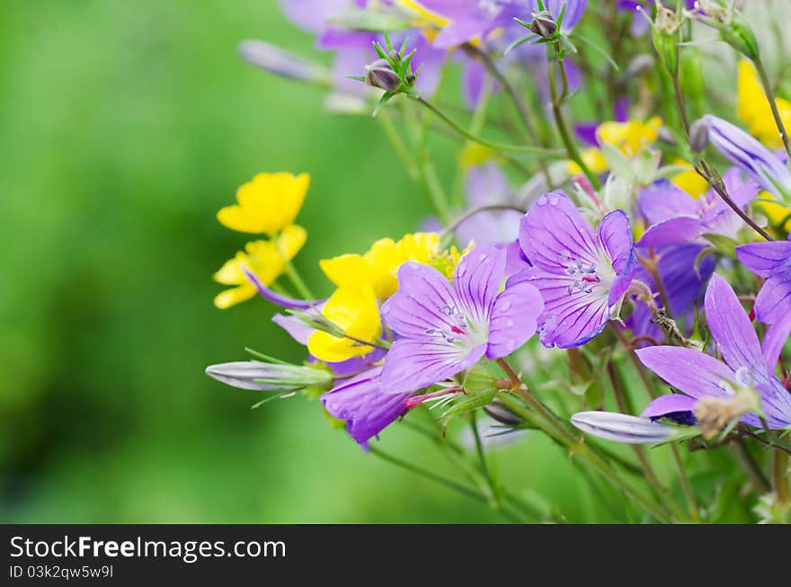 Beautiful spring flowers on meadow