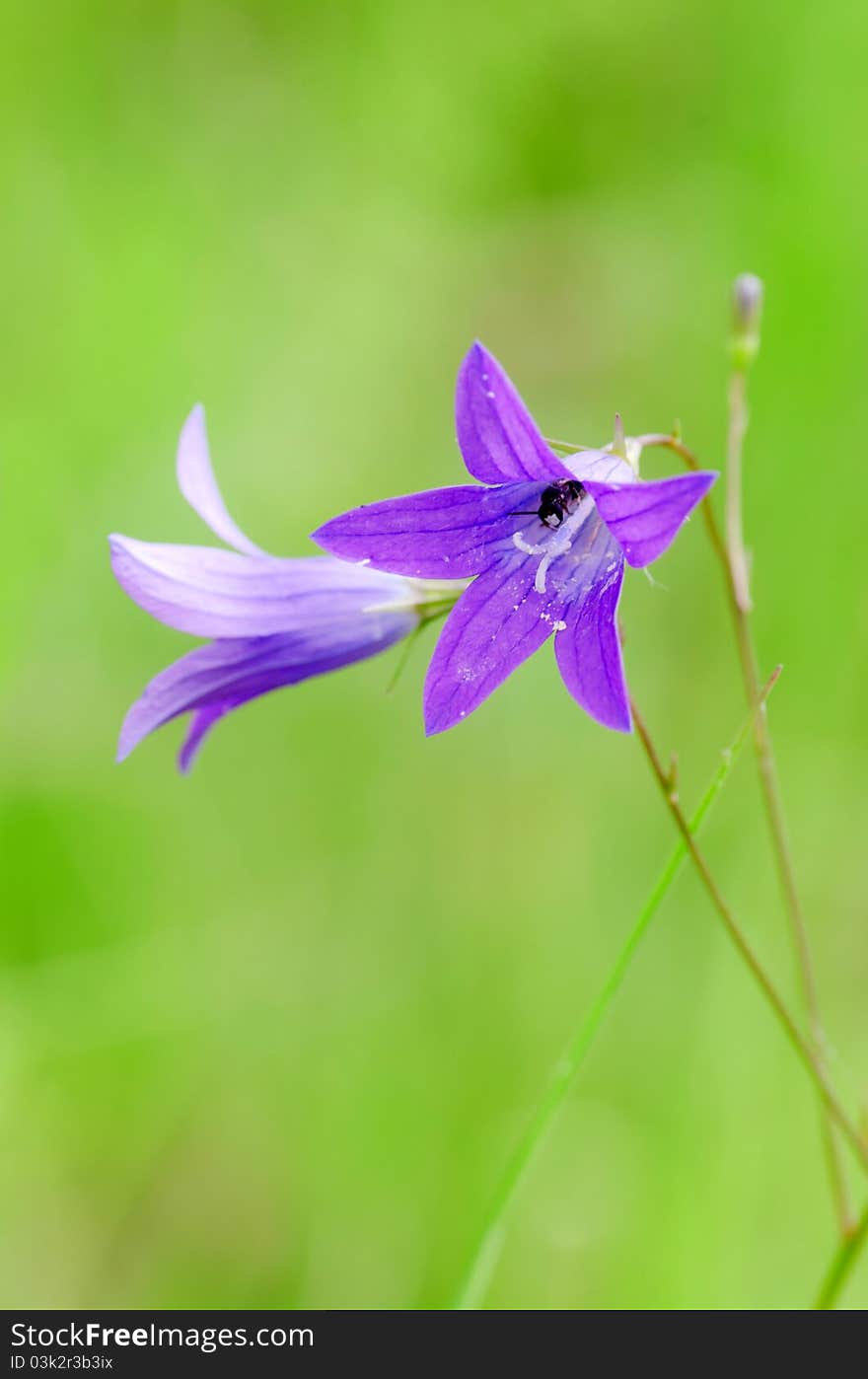 Beautiful spring flowers close up