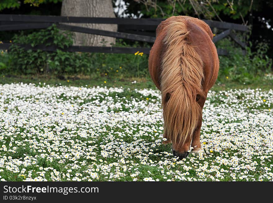 Chestnut grazing pony